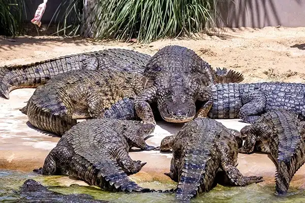 Crocodile Park Dandeli